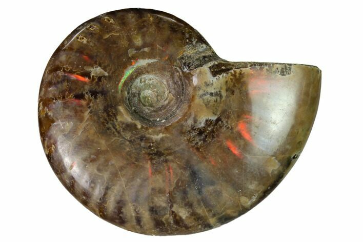 Red Flash Ammonite Fossil - Madagascar #151647